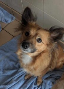 Pet Image